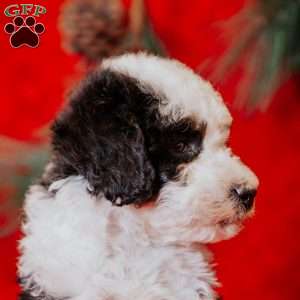 Wanda, Mini Bernedoodle Puppy